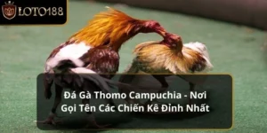 Đá Gà Thomo Campuchia