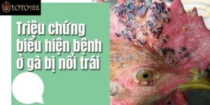 Hướng Dẫn Cách Trị Gà Bị Nổi Trái Bằng Dược Liệu Dân Gian