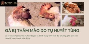 Hướng Dẫn Cách Trị Gà Bị Tím Mồng Và Dấu Hiệu Nhận Biết