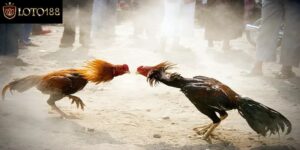 Hướng Dẫn Cách Xem Trực Tiếp Đá Gà C1 Không Giật Lag