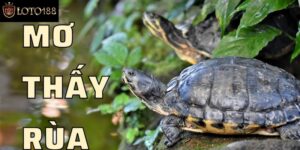 Giải Mã Chi Tiết Nằm Mơ Thấy Rùa Là Điềm Báo Tốt Hay Xấu